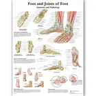 Плакат с анатомической иллюстрацией скелетных мышц стопы человека. Для обучения