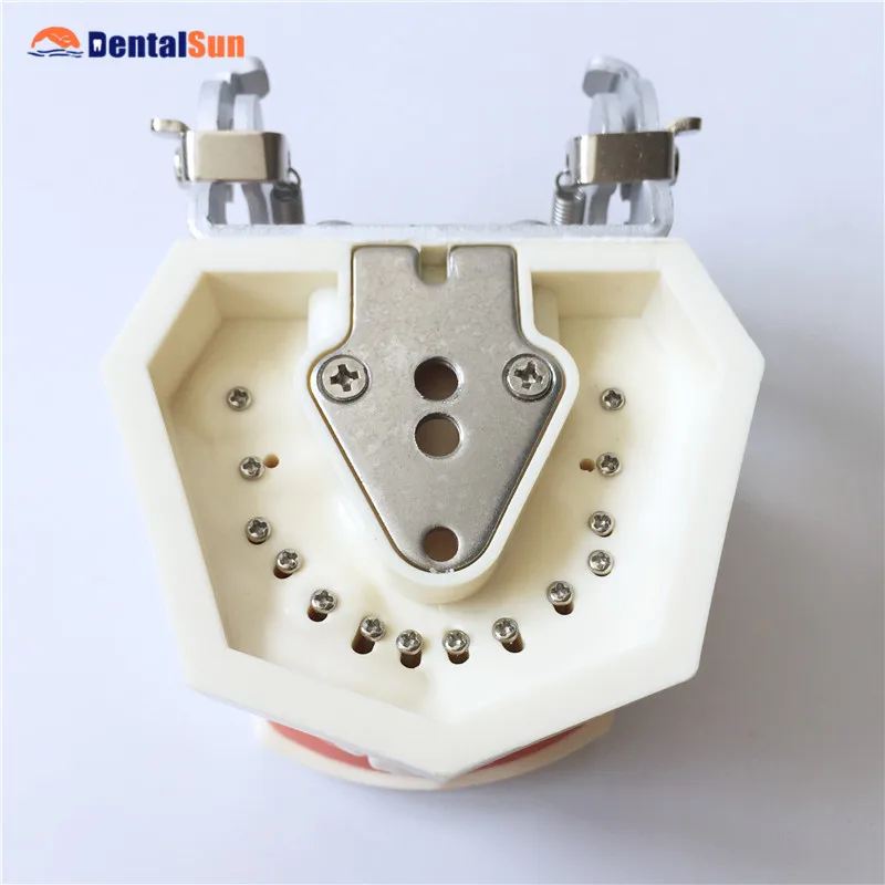 

Dental Standard Model with 28 screw-in teeth M8011
