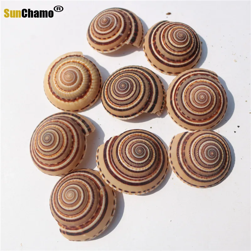 Шляпа из натуральной ракушки соломенная шляпа с черными линиями со спиралью