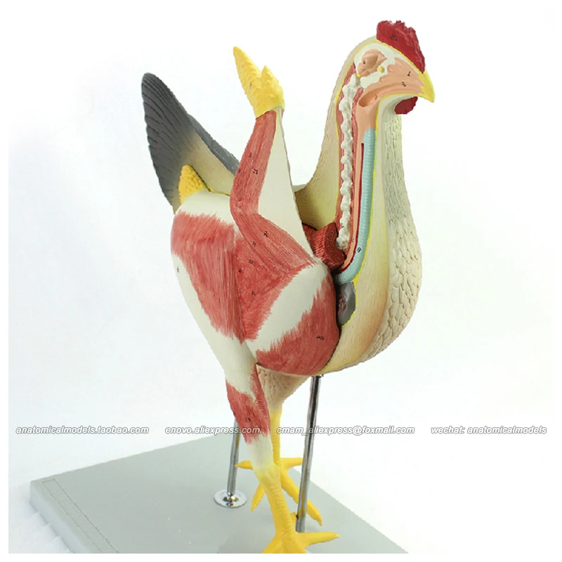 CMAM/12009 Hen 8 частей пластиковая анатомическая модель для обучения животным|anatomical