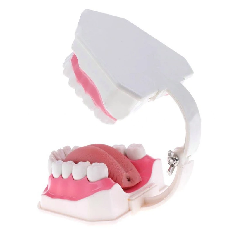 

Teeth Model and Toothbrush with High-Grade Teeth Teaching Model Model