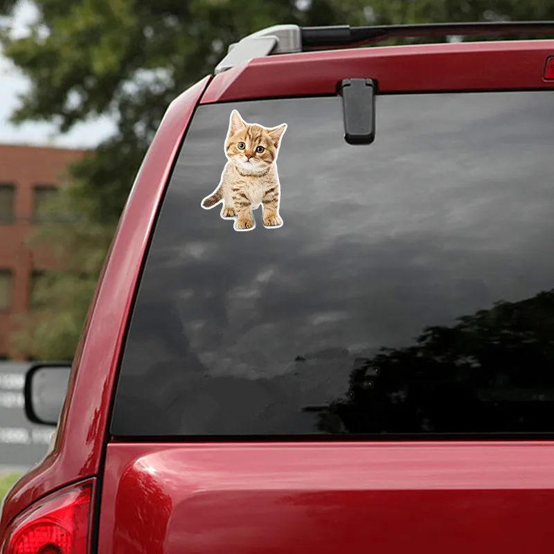 Ebdeckle Британский короткошерстный красный табби котенок Красочные для