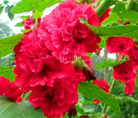 3 Большая распродажа! 20 шт Hollyhock бонсай(Alcea Rosea 'Nigra') разноцветный цветочный Многолетние растения растение для сада и дома украшения Dec - Цвет: 3