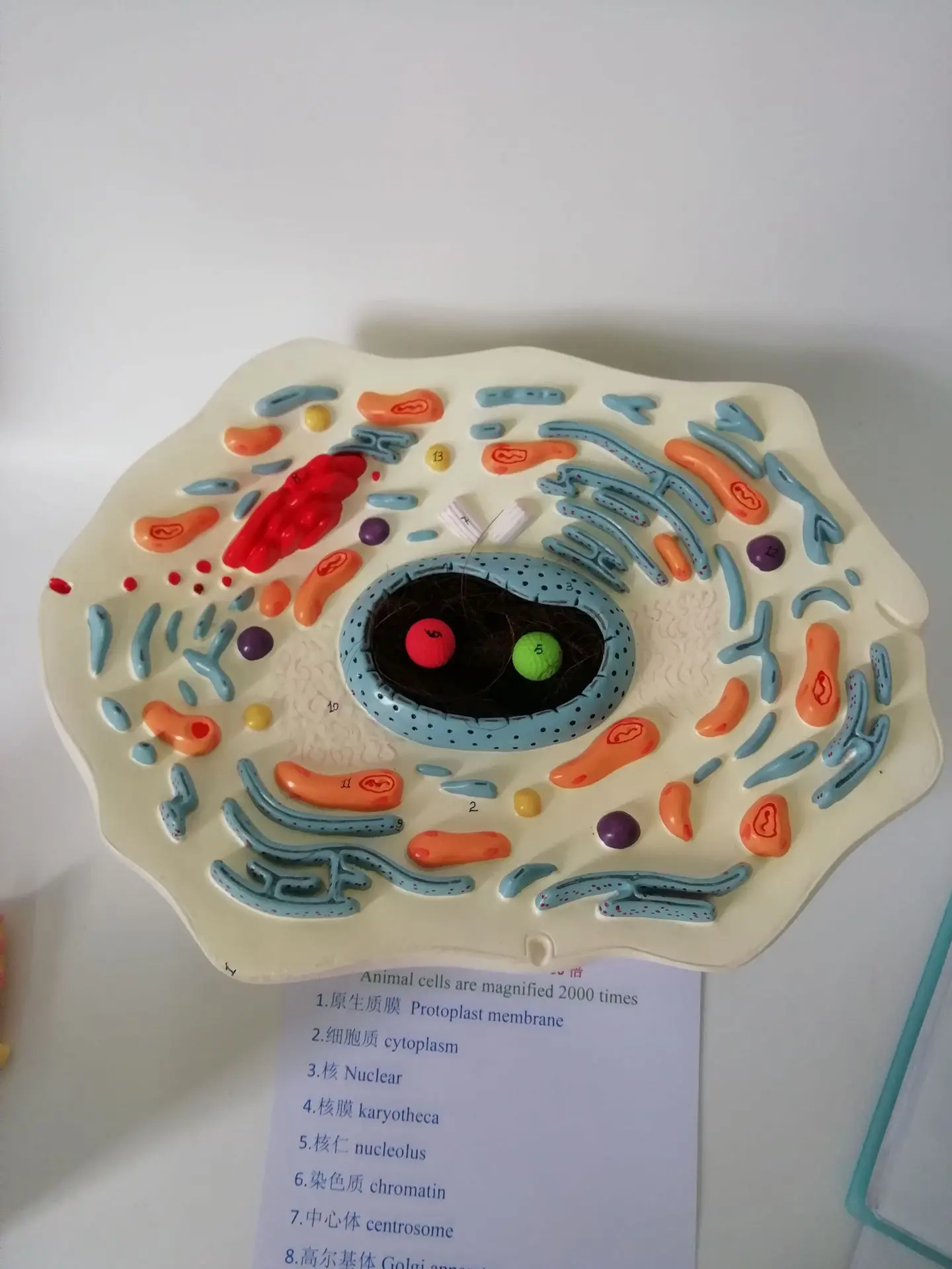 Animal cell submicroscopic structure model hospital biology school teaching aids student learning demonstration model