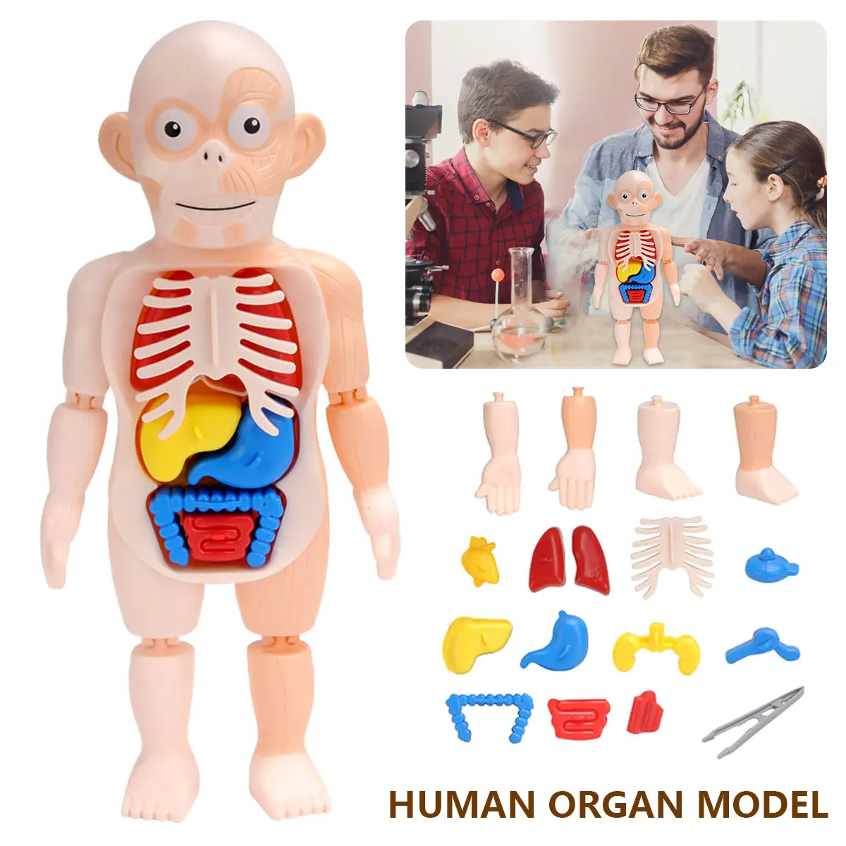 

17 Pcs Kid Montessori Toy Puzzle Human Body Anatomy Model Removable Assembled Toy Body Organ Teaching Tool Gift for Kids Ages 3+