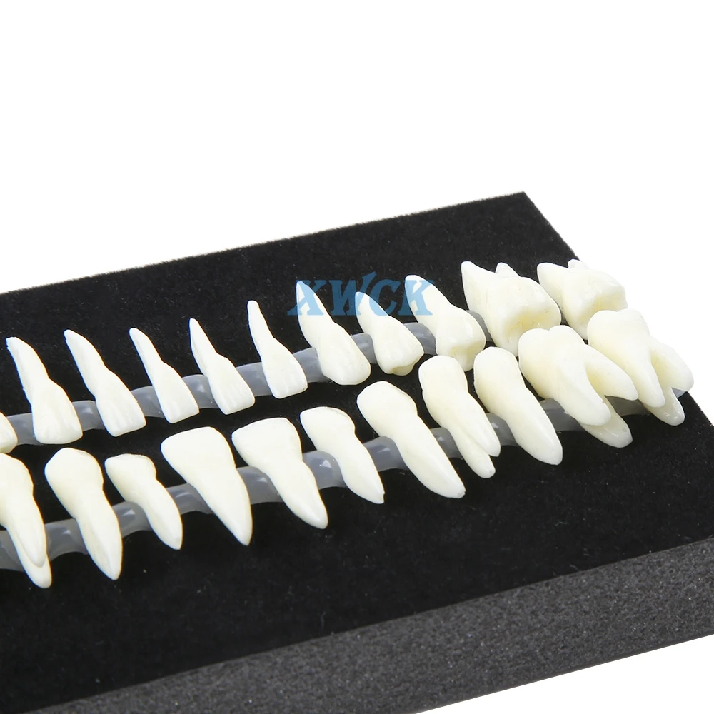 Модель зубного протеза монохромная модель постоянных зубов с моделированием