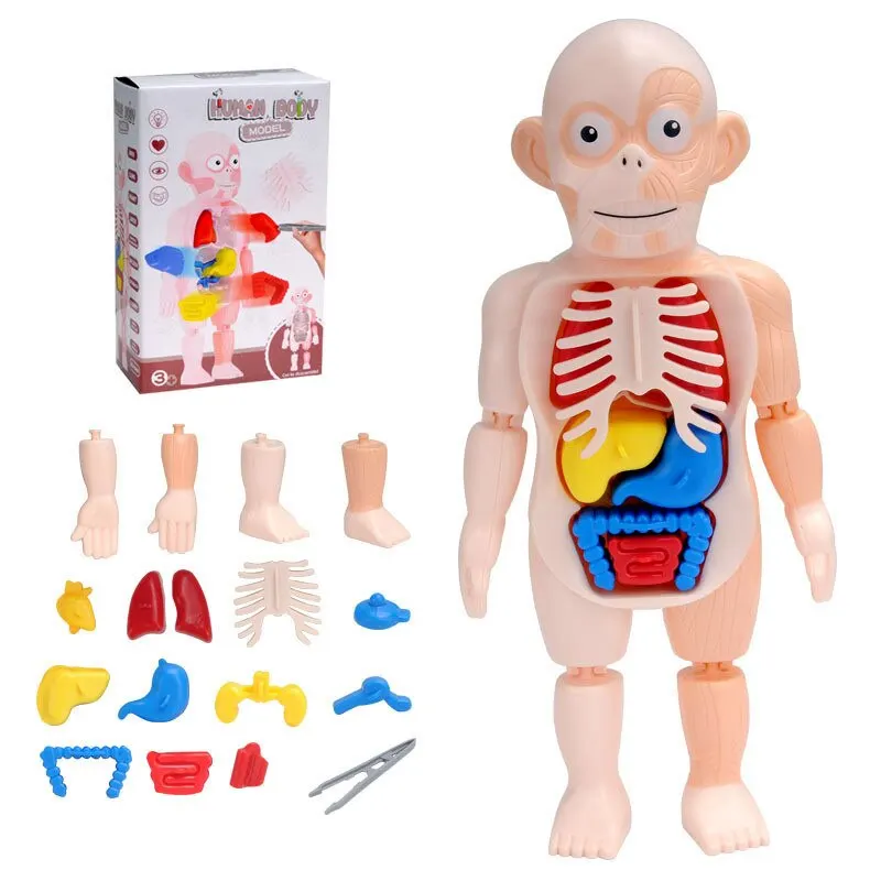 

Educational Learning DIY Assembled Toys Kits Body Organ Medical Teaching Tools Montessori 3D Puzzle Human Body Anatomy Model Toy