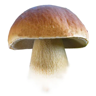 

"Mountain" teacher "delicious cow bacilli yunnan wild fungus selected dry dry wash 100 g