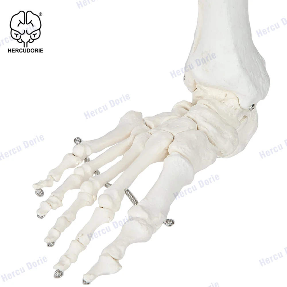 Набор скелетонов для ног Scientific анатомическая модель 36 дюймов со всеми костями