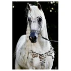 Алмазная живопись 5D DIY, бриллиантовая живопись, Элегантная вышивка гордости, уникальное элегантное украшение для гостиной, подарок XN1368