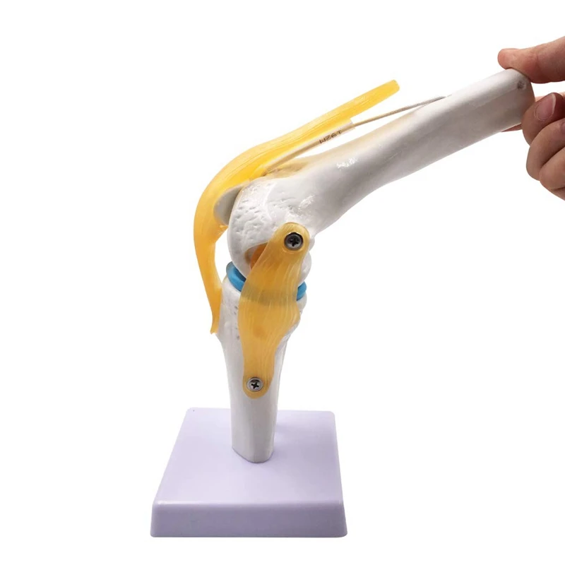 

FashionKnee Joint Simulation Model - Human 1:1 Size Anatomy Flexible Knee Skeleton Teaching Mold for Science Classroom Study Dis