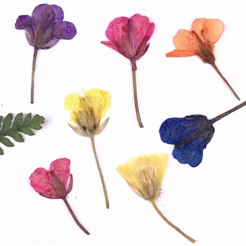 

Pressed Dried Canola Cole Flower Plants Herbarium For Epoxy Resin Jewelry Making Phone case Bookmark Face Makeup Nail Art DIY