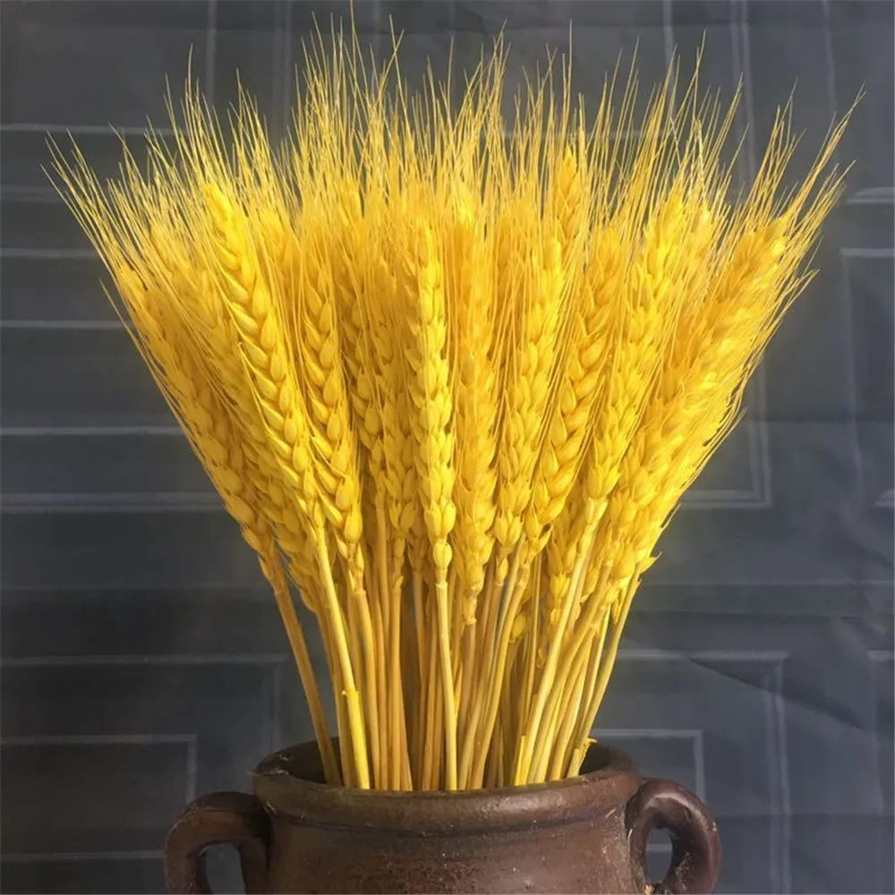 

100PCS Wheat Ear Dried Flowers Real Natural Barley Pastoral Style DIY Home Party Wedding Decoration Wheat Bouquet Shooting Prop