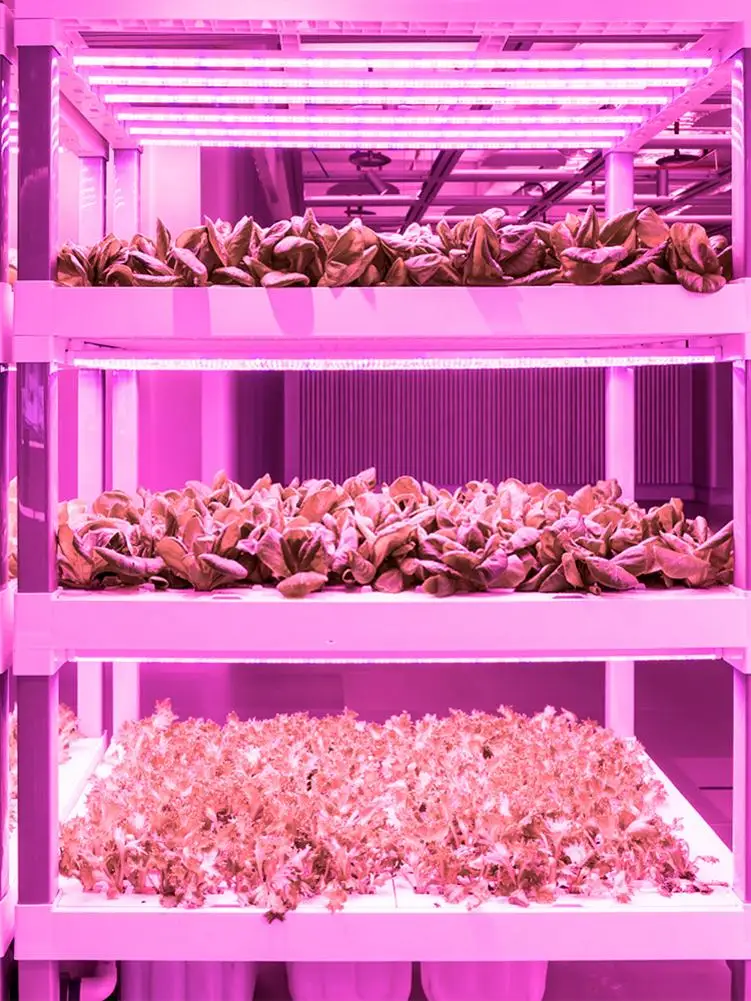 Лента светодиодная для роста растений лампа полного спектра выращивания длинная