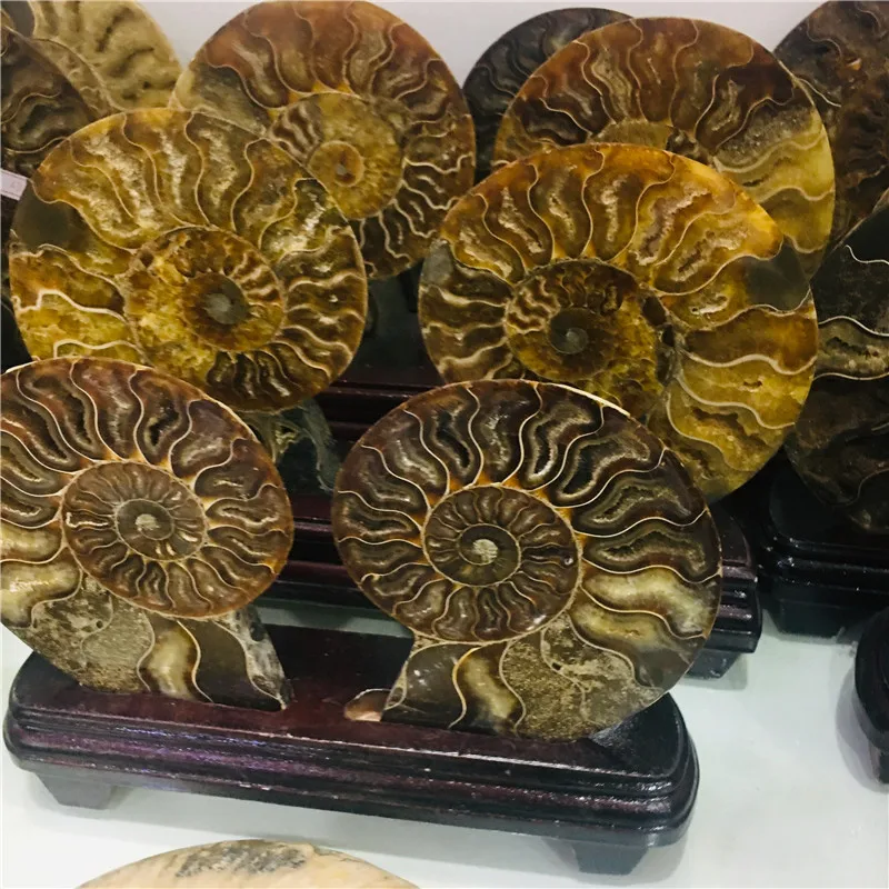 AAA + 600 г натуральный аммонит PRETTY NAUTILUS мадагаскарский ископаемый Цвет Бесплатная