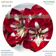7 Ngryise 5 шт. набор Hippeastrum rutilum Amaryllis - Цвет: 7
