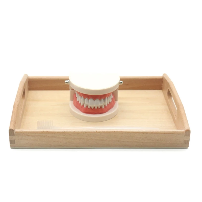 

Kids Sensory Toys Kindergarten Early Education Tooth Model English Card Tooth Cognition Model Brushing Teeth Training