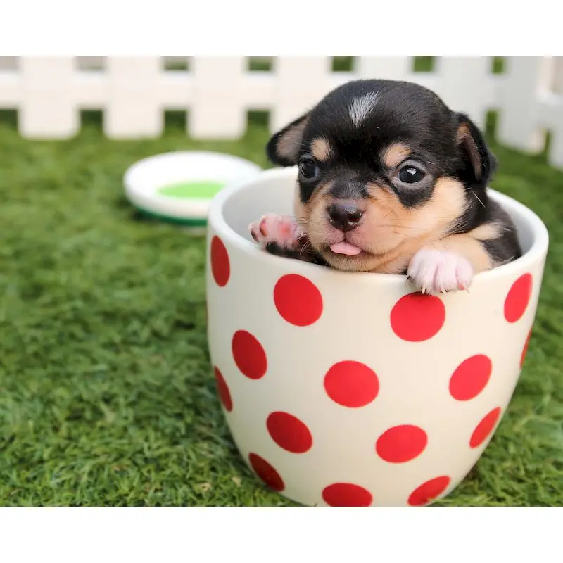 

RUOPOTYy 60x75cm Paint By Numbers Small dog Oil Painting Handmade Framed Modern Home Living Room Decoration Wall Artwork