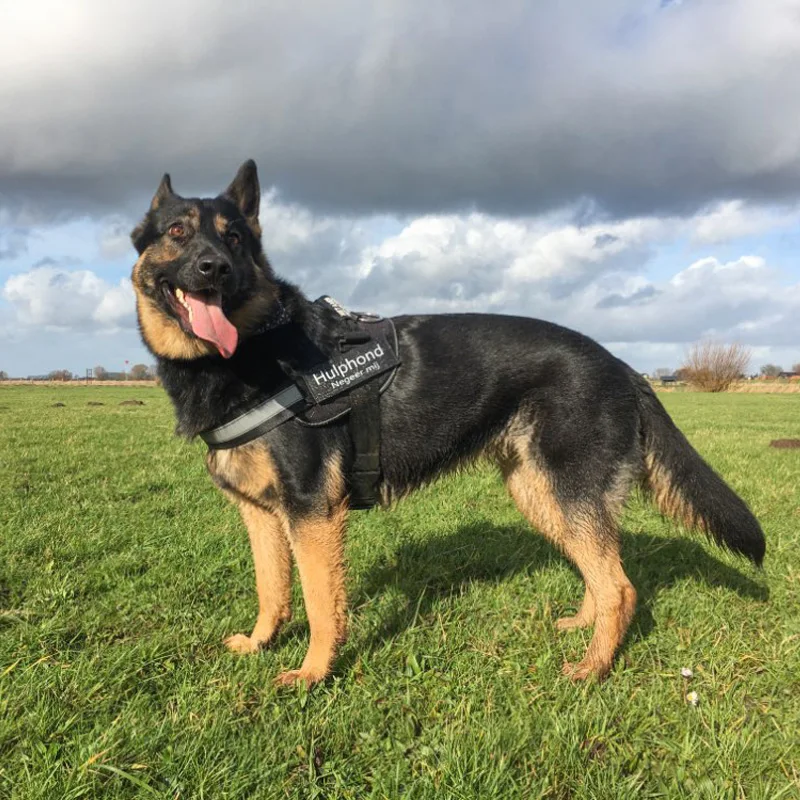 Регулируемая нейлоновая шлейка для собак персонализированная портупея с