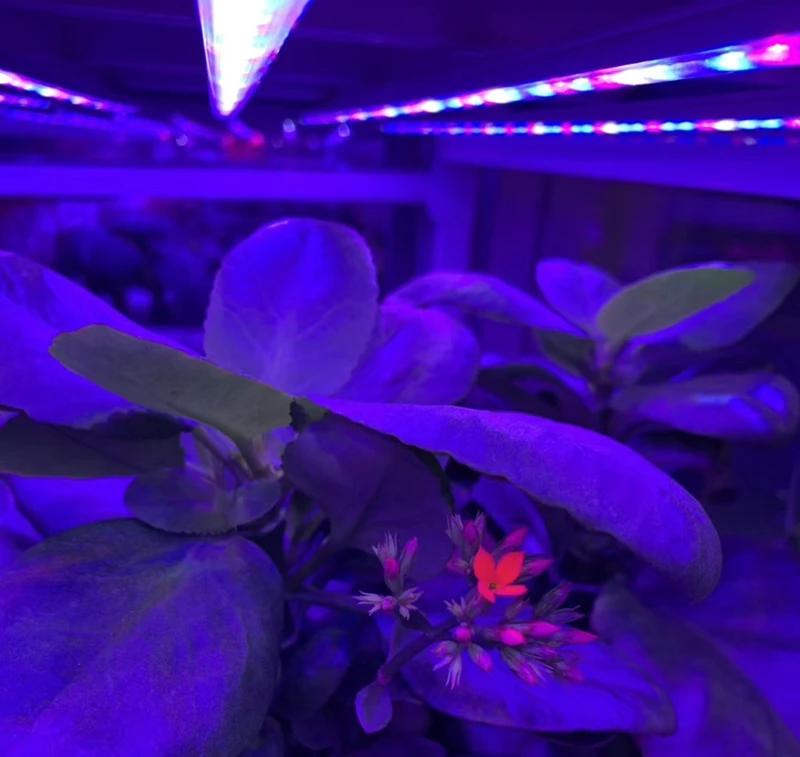 Gro светодиодный s Phyto лампы светодиодный светильник для растений 12 Вт 24 Вт светильник для растений светодиодный светильник для растений полный спектр светодиодный светильник для растений