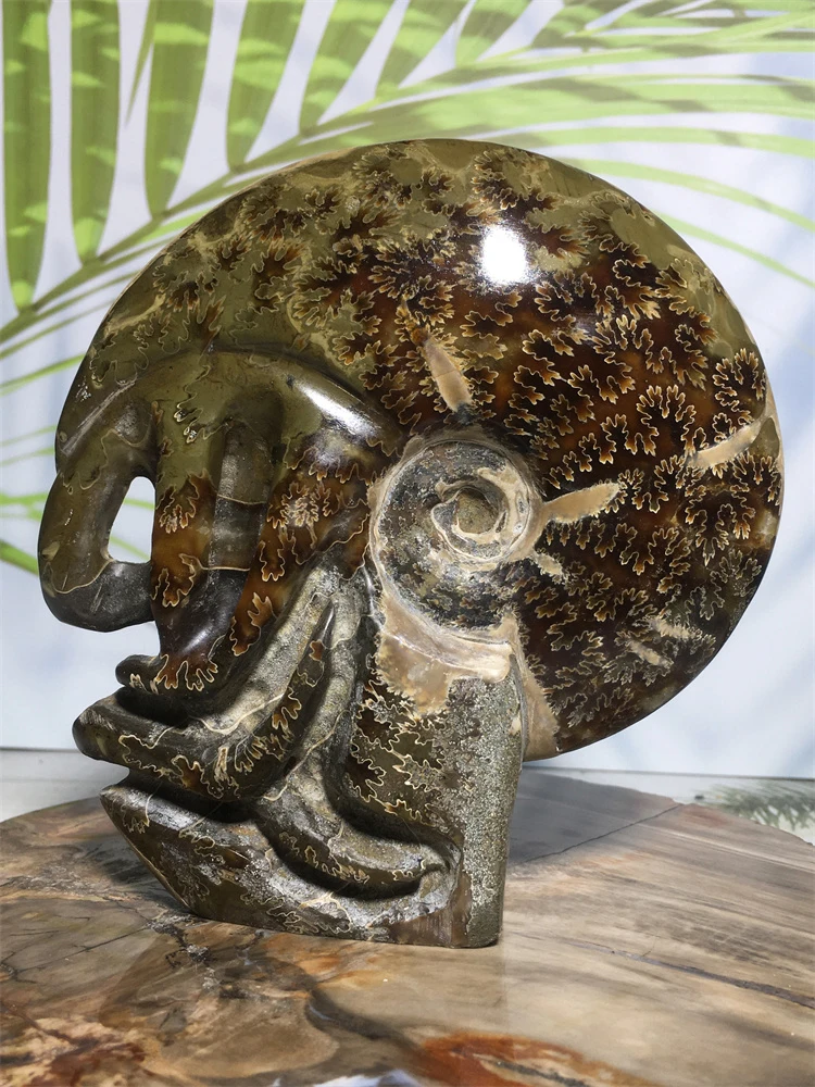 

Natural Gem Conch Fossil Quartz Crystal Raw Specimen Chakra Healing Mineral Ore Rock Stone House Decoration Collection Fashion