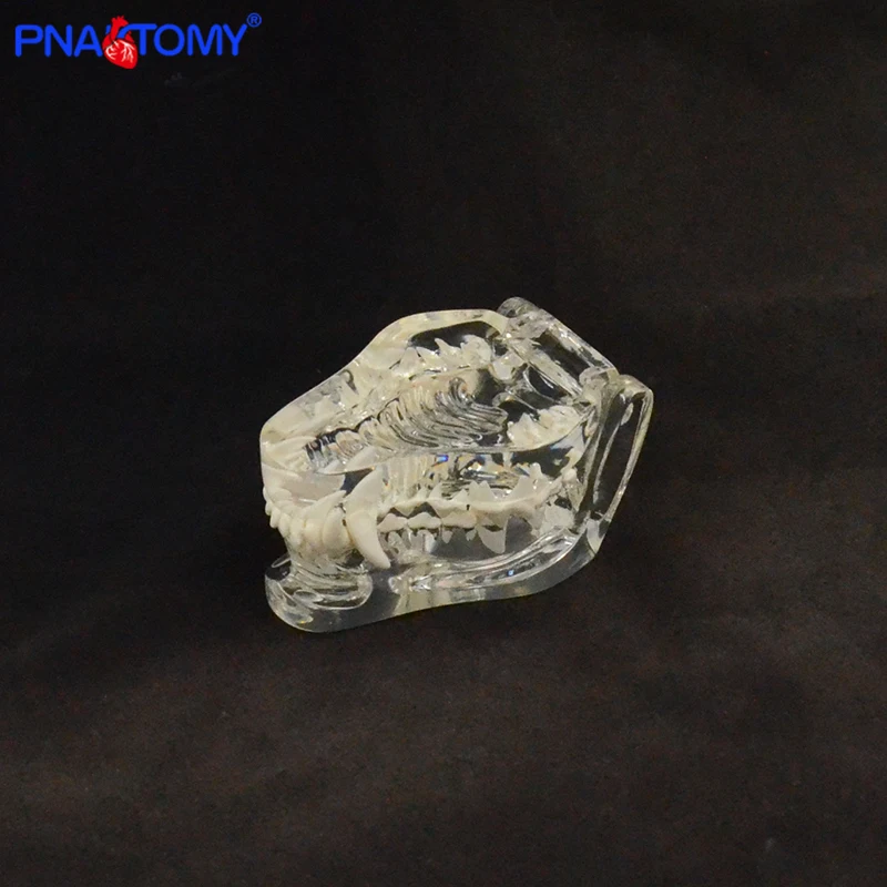 Прозрачный собачий череп в натуральную величину модель собаки и зубы