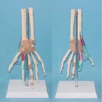 free shipping 11 life size human anatomy hand joint vascular ligament nerve model skeleton medical teaching