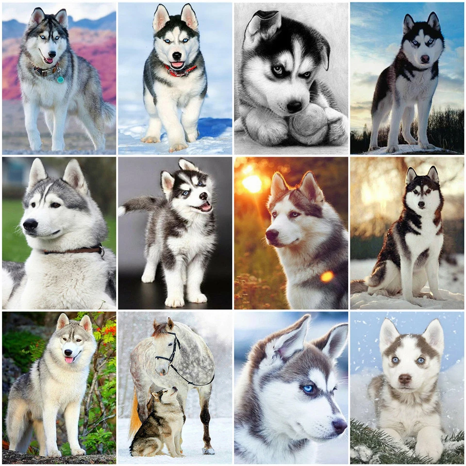 AZQSD раскраска для взрослых по номерам Акриловая краска животных уникальный