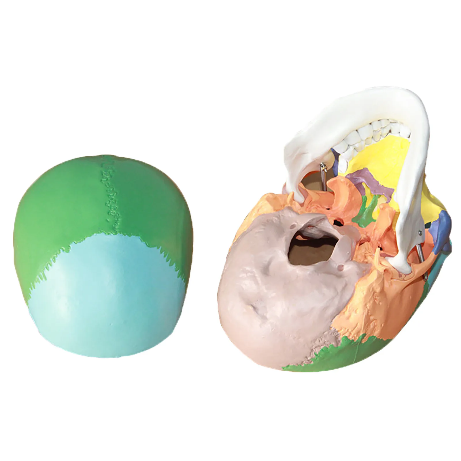 Модель человеческого черепа 1:1 анатомическая Анатомия обучающая поставка |