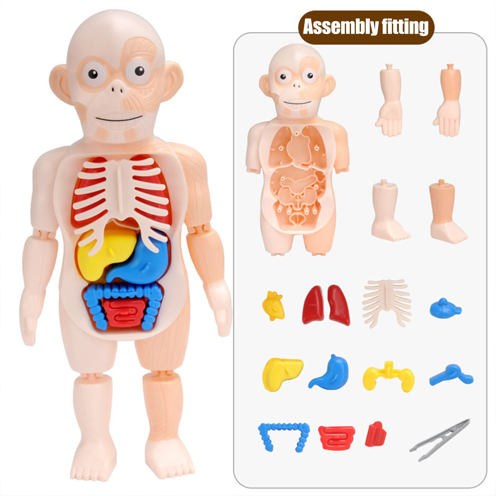 Детский 3D пазл Монтессори модель анатомии человеческого тела обучающий орган