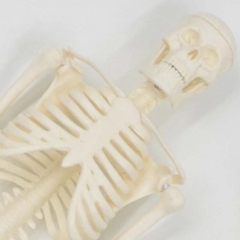 

45CM Human Anatomical Anatomy Skeleton Model Poster Learn Aid Anatomy Human Skeletal Model