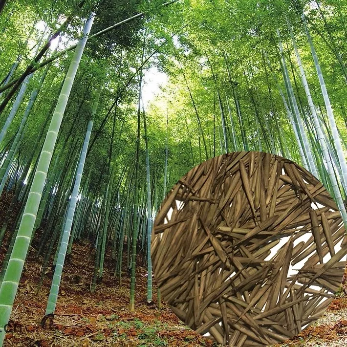 

100pcs/bag 2021 Fresh high quality Bamboo semillas/sementes