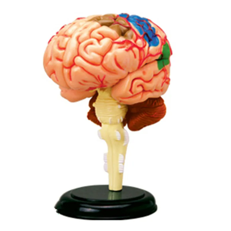 Модель анатомии человеческого организма мозга для медицинского обучения, головоломка 4D Master для сборки.