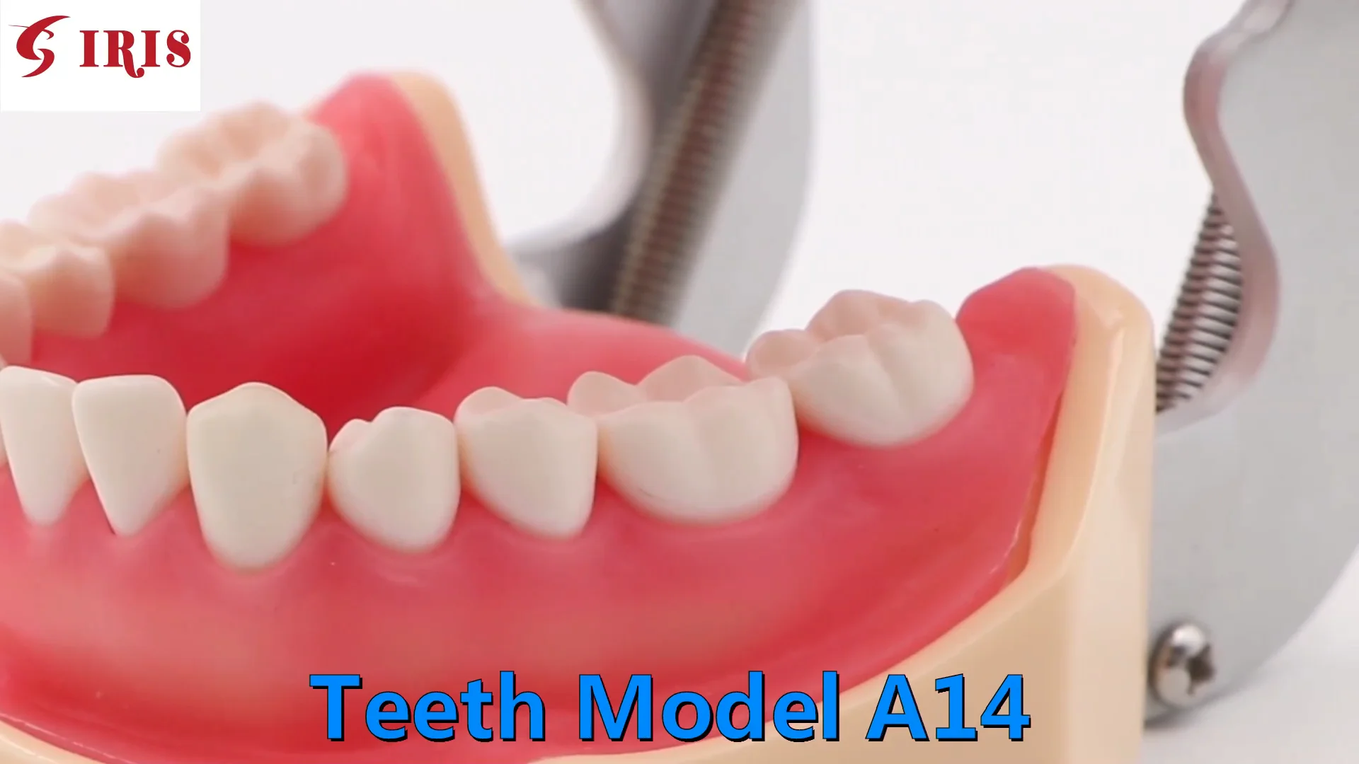 

4 Times Caries Disassembling Teeth Model Anatomical Model