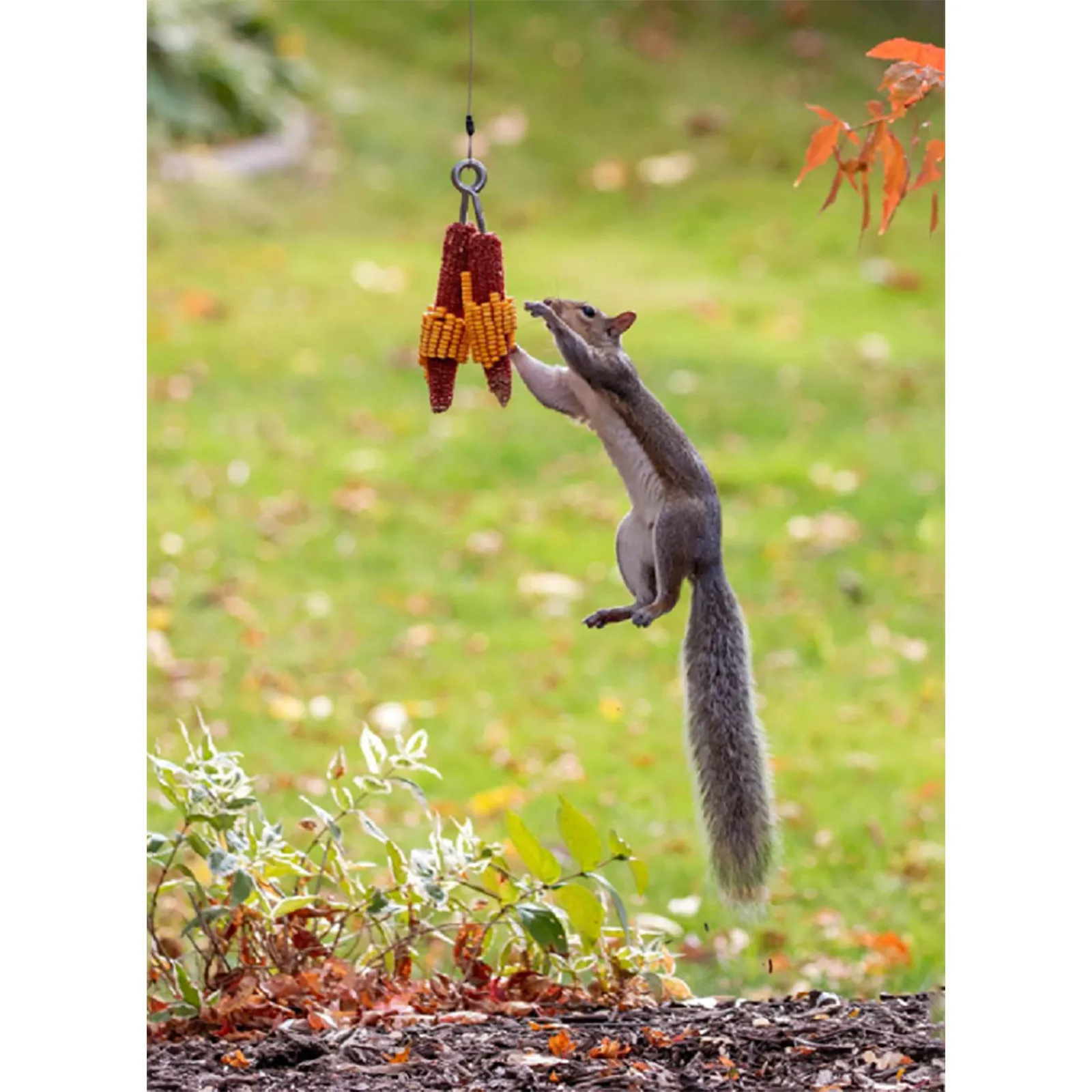 Кормушка Для белки подходит для прыжков во дворе|Принадлежности кормления и