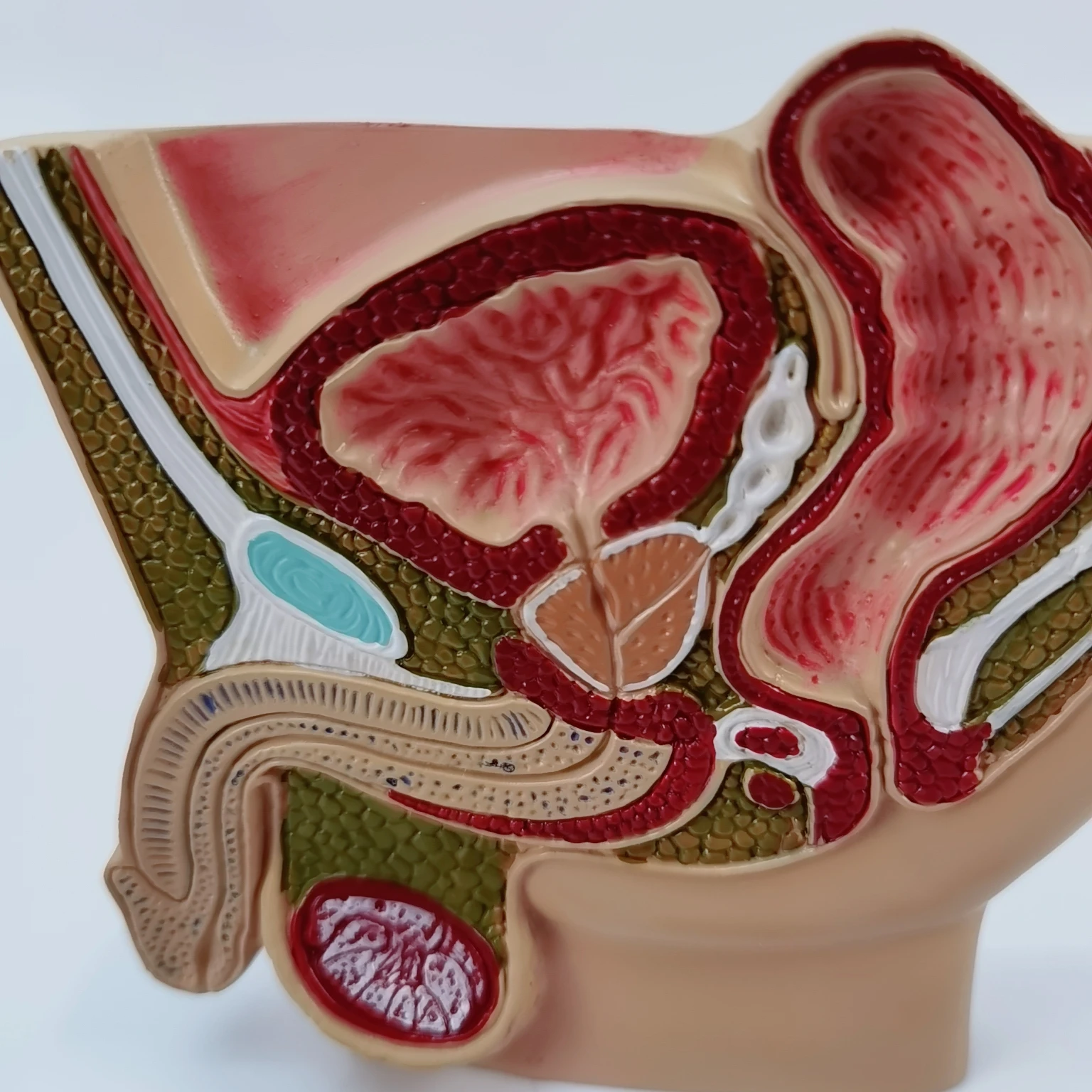 Мужская модель таза анатомическая мочевая система медицинское оборудование