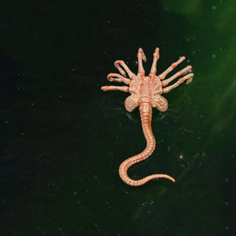 Горячая Распродажа 1/6 Хищник Чужой Facehugger Модель Рисунок Аксессуар игрушка