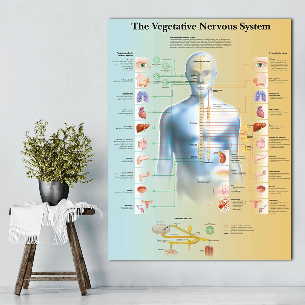 Wangarvegetativ Nervous system диаграмма холст с печатью постера картина настенные картины для медицинского образования доктор офис класс
