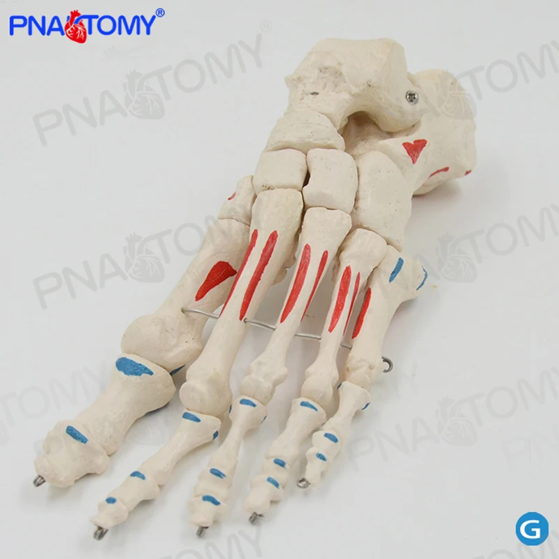 Human foot bone model with muscle painted skeletal system skeleton anatomical models educational equipment medical sciences jun zhu spatial regression models for the social sciences