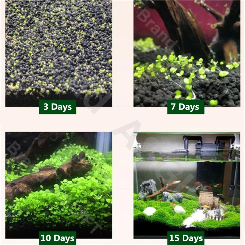 6 видов аквариумных растений водная трава гемиантус каллитрихоиды газон ковер