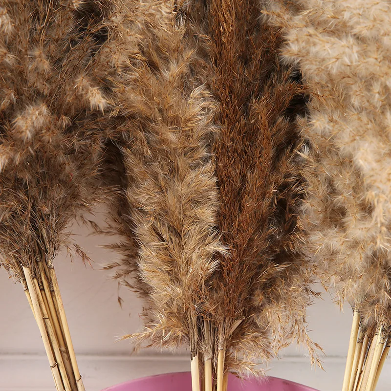 10 шт. 84 см камыш натуральный высушенный пампасной травы Phragmites растения