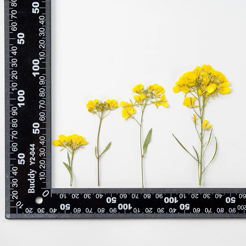

120pcs Pressed Dried Flower Blassikakapestris Canola Herbarium Epoxy Jewelry Bookmark Phone Case Makeup Nail Art Craft DIY