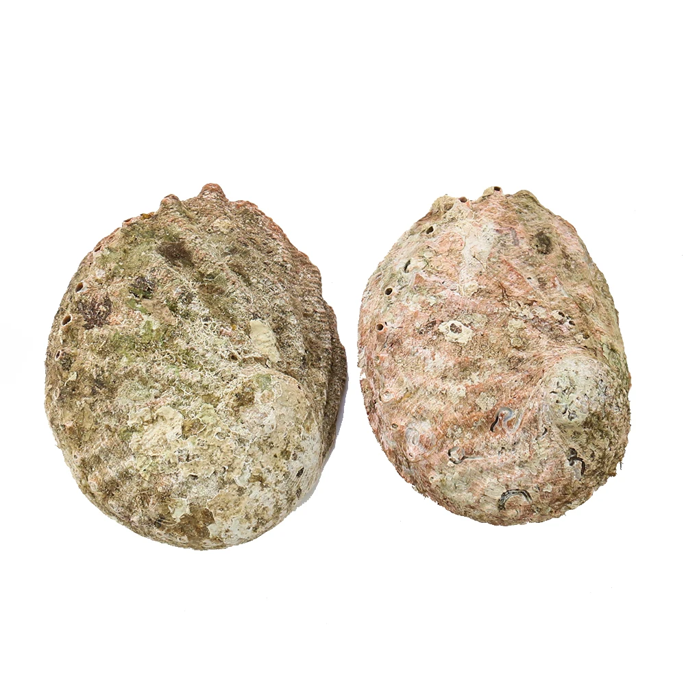 11-12 см натуральные раковины для морских ракушек морские украшения дома