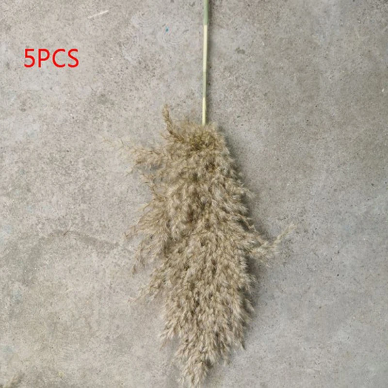 

5PCS 80CM Natural Reed Dried Flower Big Pampas Grass Wedding Flower Decoration