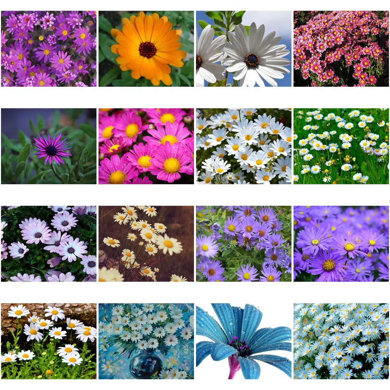 

Diy Diamond Decoration Painting Purple Chrysanthemum Square Diamond Round Diamond Customizable Wall Art Decoration