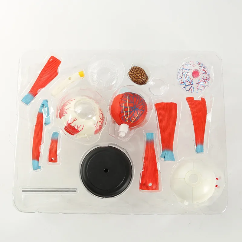 Анатомическая модель человеческого глаза собранная анатомии человека