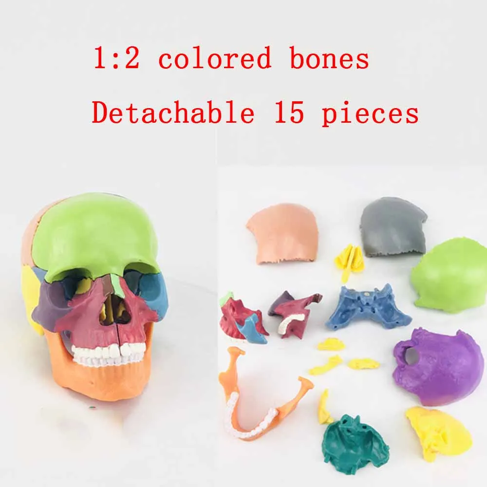 

4D Color disassembled skull anatomical model,for medical teaching,art sculpture,dental model