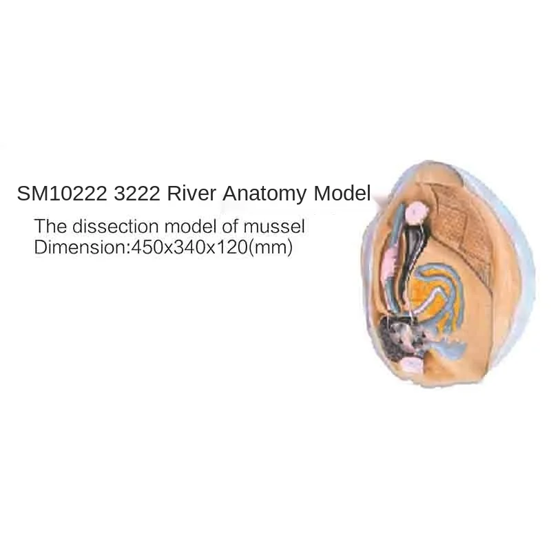 

Анатомическая модель мишуры sm10222 3222
