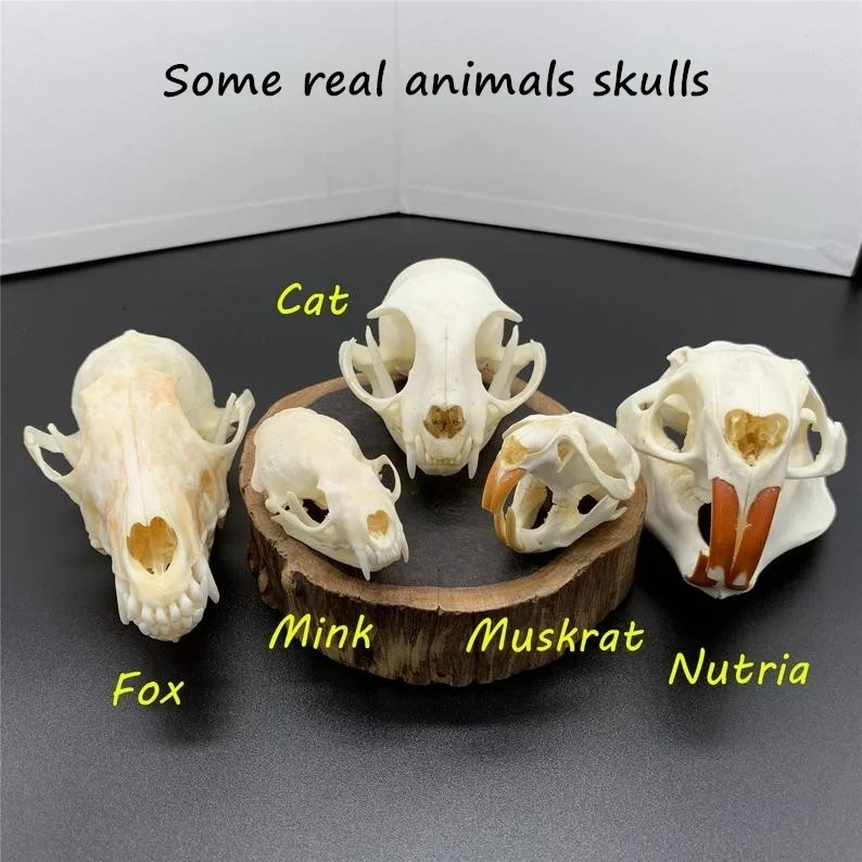 

5PCS combined cat/fox/mink/muskrat/Nutria real animal skull specimens, washed and bleached for decoration.