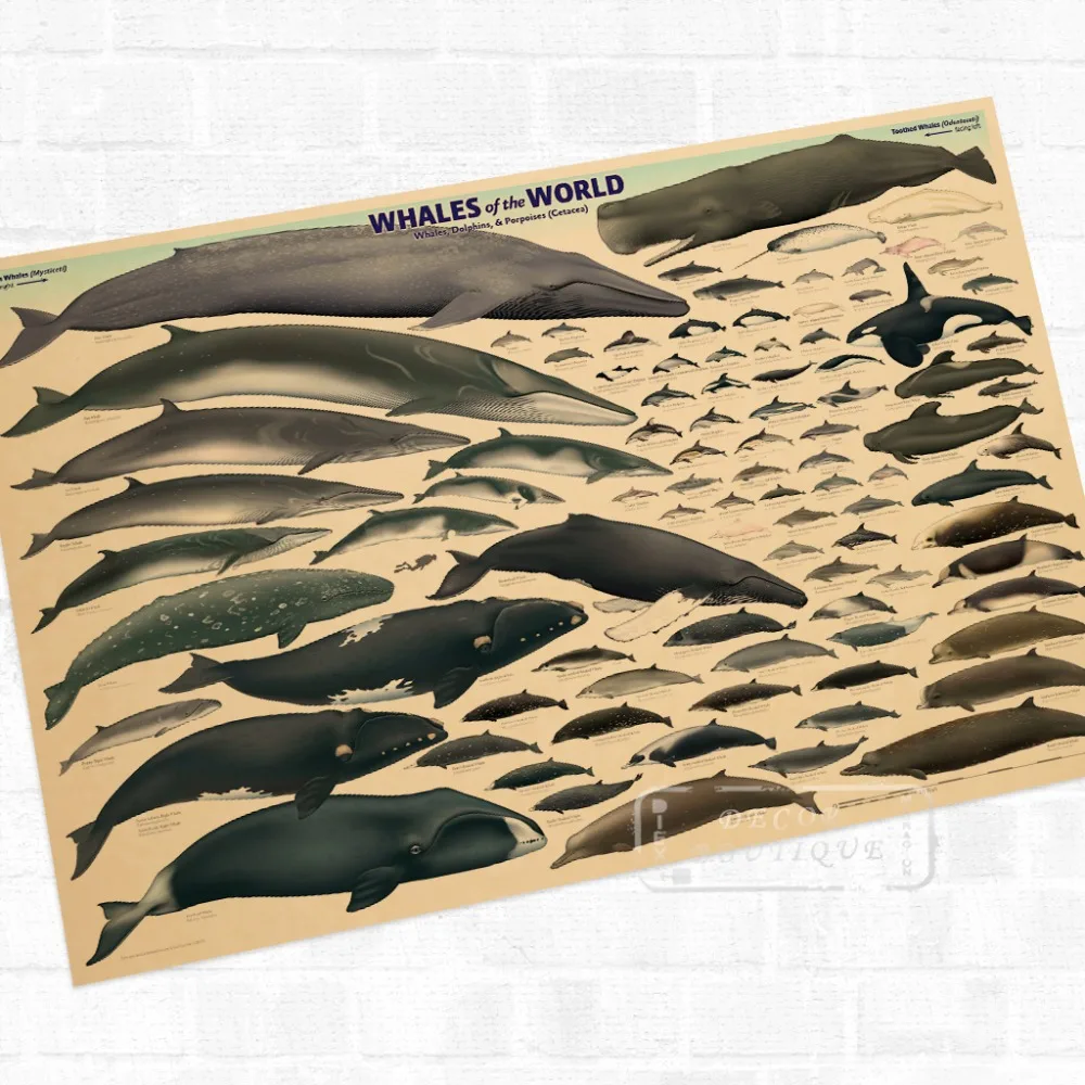 Кит Мир Морской организм Винтаж в ретро стиле из крафт бумаги с покрытием плакат